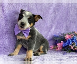 Australian Cattle Dog Puppy for sale in LANCASTER, PA, USA
