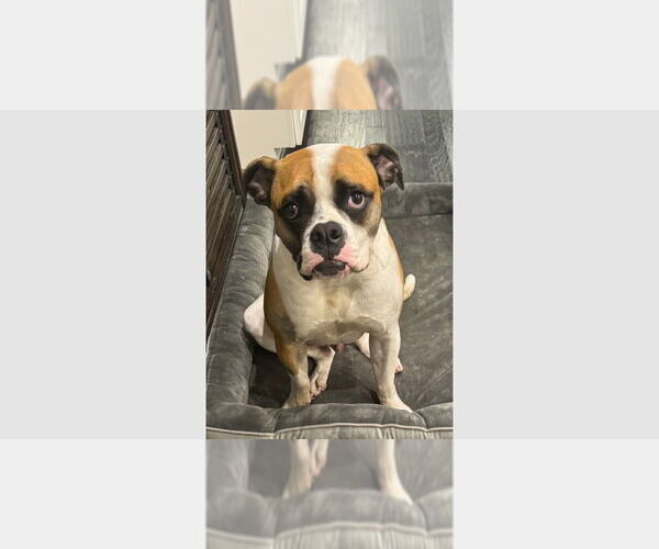 Medium Photo #1 Boxer Puppy For Sale in Austin, TX, USA