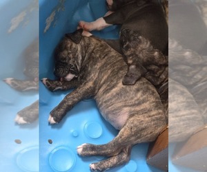American Pit Bull Terrier Puppy for sale in HIWASSEE, VA, USA