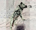 Small Photo #12 Dalmatian Puppy For Sale in TEMPLE, TX, USA