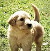Small Photo #1 Double Doodle Puppy For Sale in SARASOTA, FL, USA