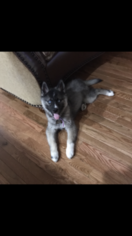 Siberian Husky Puppy for sale in BOLINGBROOK, IL, USA