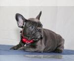 Small #1 French Bulldog
