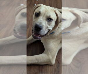 Hip Hop - Male American Foxhound-Bulldog Mix Dog for Adoption - Photo #4