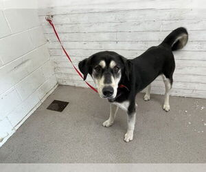 German Shepherd Dog-Siberian Husky Mix Dogs for adoption in San Bernardino, CA, USA