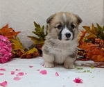 Small Photo #64 Pembroke Welsh Corgi Puppy For Sale in GOSHEN, IN, USA