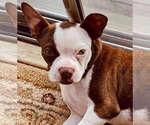 Small Photo #1 Boston Terrier Puppy For Sale in LOS ANGELES, CA, USA