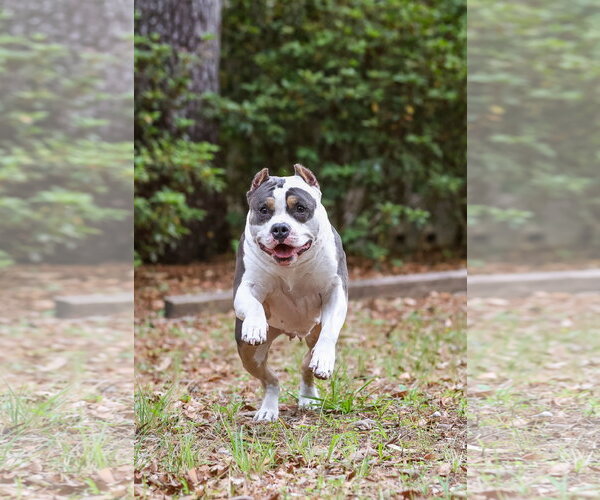 Medium Photo #3 American Staffordshire Terrier-Unknown Mix Puppy For Sale in  Gainesville, FL, USA