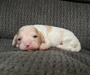Cavapoo Puppy for sale in JEFFERSONVILLE, IN, USA