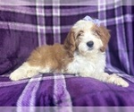 Small #7 Cavapoo