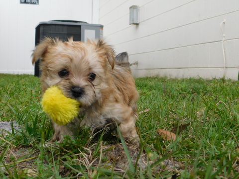Medium Photo #29 Morkie Puppy For Sale in ORLANDO, FL, USA