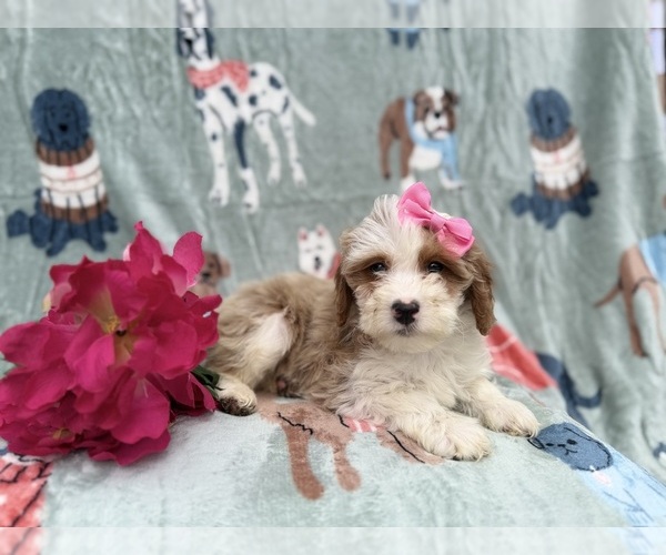 Medium Photo #4 Cock-A-Poo Puppy For Sale in LAKELAND, FL, USA