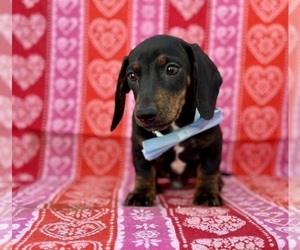 Dachshund Puppy for sale in LANCASTER, PA, USA