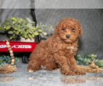 Puppy Bowie Poodle (Miniature)
