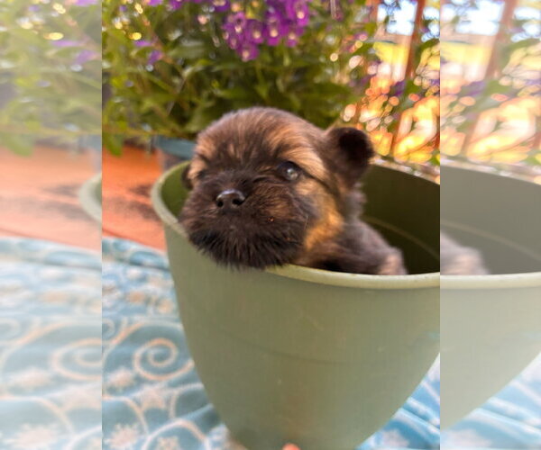 Medium Photo #2 Mutt Puppy For Sale in Pacolet, SC, USA
