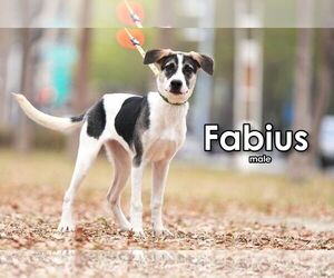Fabius from Taiwan - Male Mutt Dog for Adoption - Photo #6