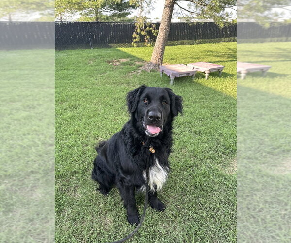 Medium Photo #2 - Mix Puppy For Sale in Evansville, IN, USA