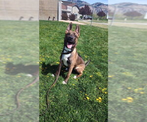 Mutt Dogs for adoption in Ogden, UT, USA