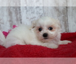 Small Photo #4 Mal-Shi Puppy For Sale in SHILOH, OH, USA
