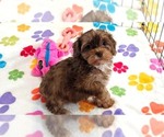 Small #7 Cockapoo (Toy)-Poodle (Toy) Mix