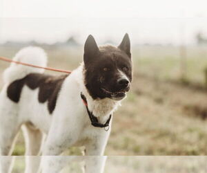 Bailey - Female Akita Dog for Adoption - Photo #2