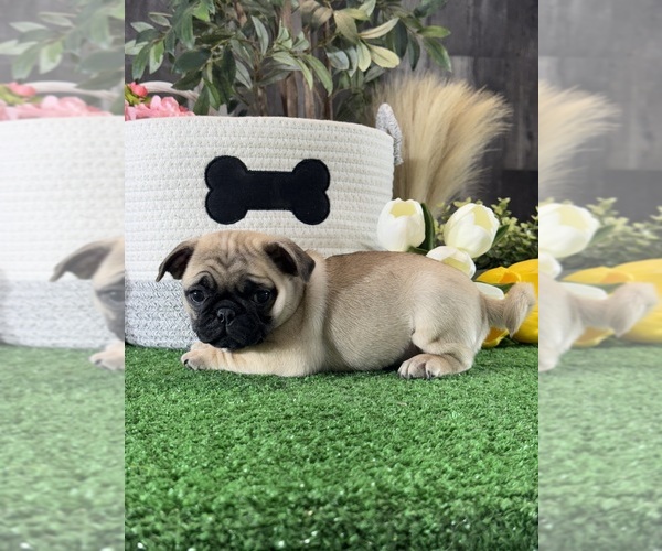 Medium Photo #4 Pug Puppy For Sale in CANOGA, NY, USA