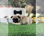 Small #3 Pug