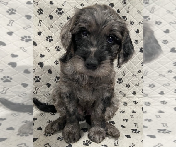 Medium Photo #5 Goldendoodle Puppy For Sale in CENTURIA, WI, USA