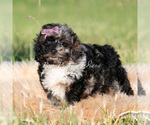 Small #3 Poodle (Miniature)