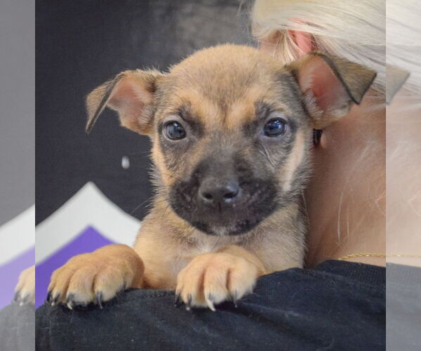 Medium Photo #5 American Staffordshire Terrier-Boxer Mix Puppy For Sale in Huntley, IL, USA