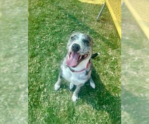 Mutt Dogs for adoption in Temple, TX, USA