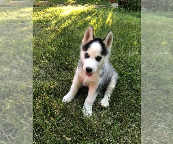 Medium Photo #2 Siberian Husky Puppy For Sale in BELLEVIEW, MO, USA