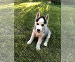 Small Photo #2 Siberian Husky Puppy For Sale in BELLEVIEW, MO, USA