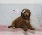 Puppy 2 Goldendoodle-Poodle (Standard) Mix