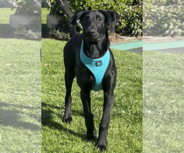 Medium Photo #6 Great Dane-Labrador Retriever Mix Puppy For Sale in Lake Elsinore, CA, USA