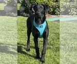 Small #5 Great Dane-Labrador Retriever Mix