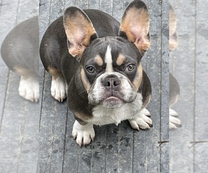French Bulldog Puppy for sale in LANCASTER, KY, USA