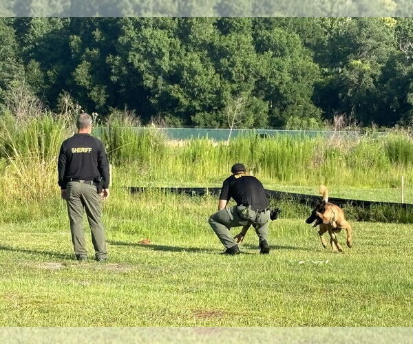 Medium Photo #4 German Shepherd Dog-Unknown Mix Puppy For Sale in Imlay City, MI, USA