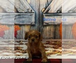 Puppy DaVinci Cavalier King Charles Spaniel