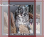 Small Photo #44 Australian Shepherd-Pembroke Welsh Corgi Mix Puppy For Sale in GALLEGOS, NM, USA