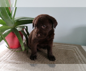 Labrador Retriever Puppy for sale in BLACK RIVER FALLS, WI, USA