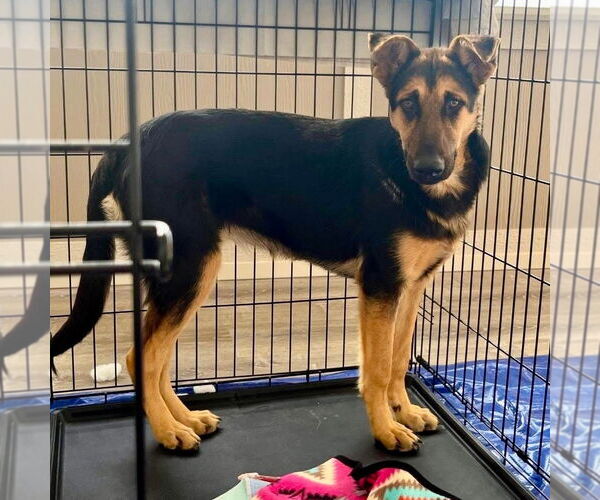 Medium Photo #4 German Shepherd Dog-Unknown Mix Puppy For Sale in Canton, CT, USA