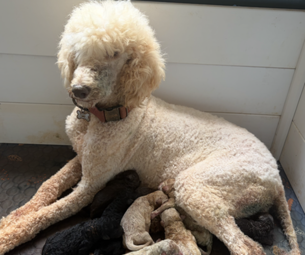 Medium Photo #1 Poodle (Standard) Puppy For Sale in STONEVILLE, NC, USA