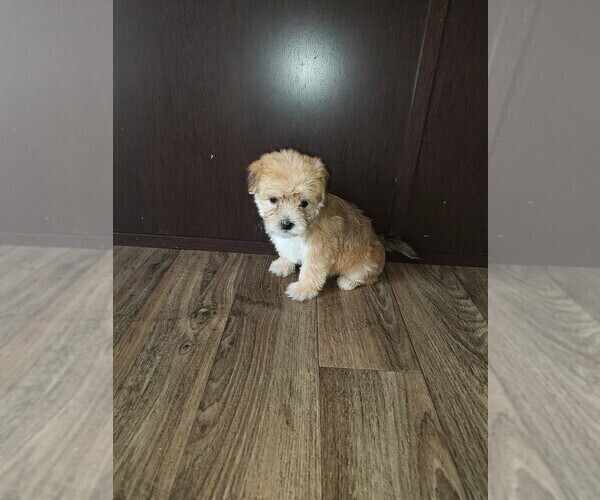 Medium Photo #5 Yorkshire Terrier Puppy For Sale in LAPEER, MI, USA