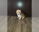 Small Photo #5 Yorkshire Terrier Puppy For Sale in LAPEER, MI, USA