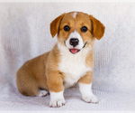 Small #4 Pembroke Welsh Corgi