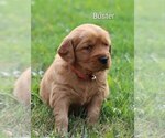 Small #6 Golden Retriever