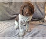 Puppy 4 German Shorthaired Pointer-Poodle (Standard) Mix