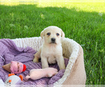Small #9 Labrador Retriever