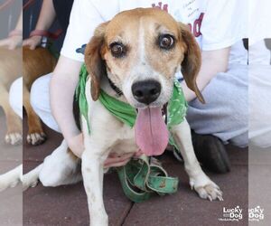 Beagle-Unknown Mix Dogs for adoption in Washington, DC, USA